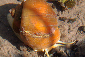 featured species